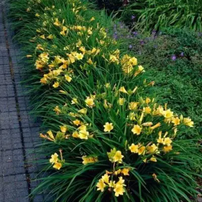 Лилейник СТЕЛЛА ДЕ ОРО гибридный в Волковыске