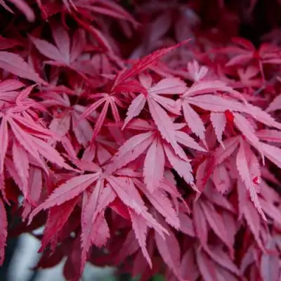 Клен дланевидный АТРОПУРПУРЕУМ в Волковыске