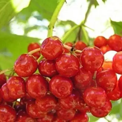 Калина КИЕВСКАЯ САДОВАЯ в Волковыске