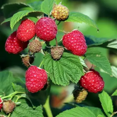 Малиновое дерево СКАЗКА в Волковыске