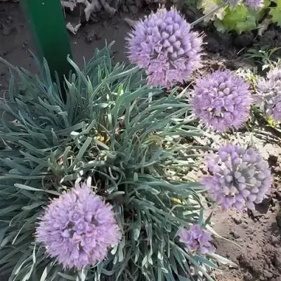 Лук СПИРАЛИС горный в Волковыске