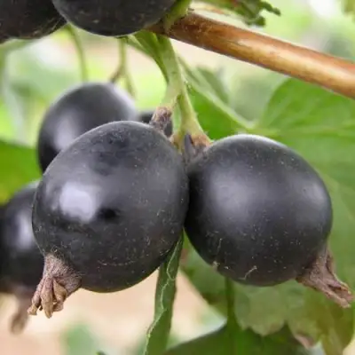 ЙОШТА в Волковыске