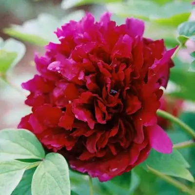 Пион ГАЛАКТИКА травянистый в Волковыске