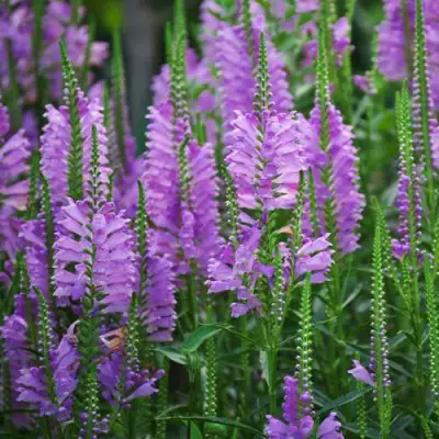 Физостегия РОЗЕЯ виргинская в Волковыске