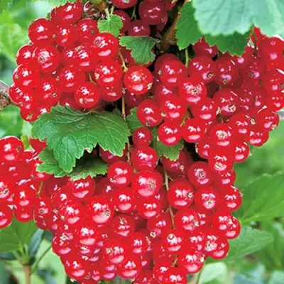 Смородина красная РУДНЕУС в Волковыске