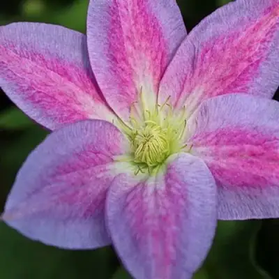 Клематис ЧЕЙНДЖ ОФ ХАРТ в Волковыске