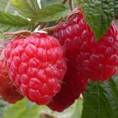 Малина ПИНГВИН в Волковыске