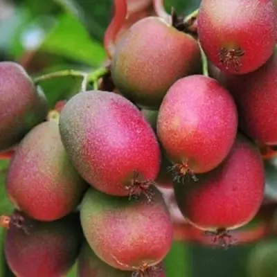 Актинидия ВЕЙКИ аргута в Волковыске