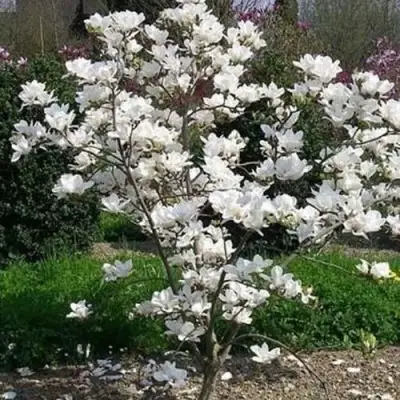 Магнолия АЛЬБА СУПЕРБА в Волковыске