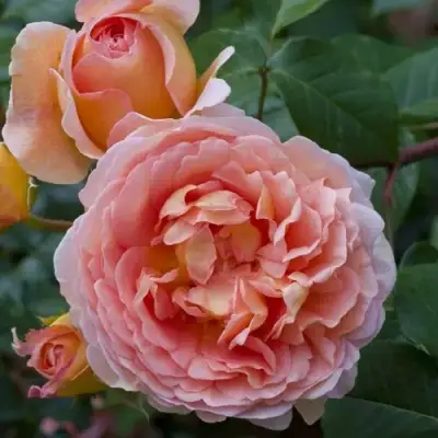 Роза АБРАХАМ ДЕРБИ английская в Волковыске