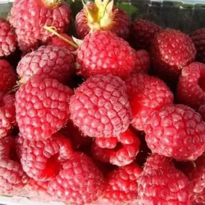 Малина ПОЛЕСЬЕ в Волковыске