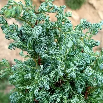 Кипарисовик БЕБИ БЛЮ горохоплодный в Волковыске