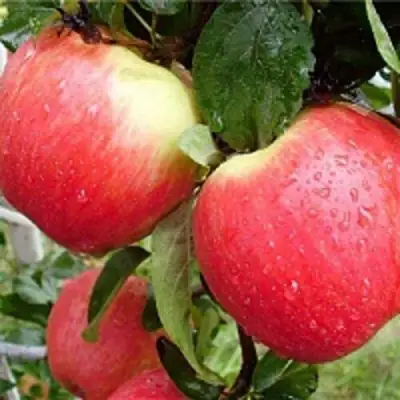 Яблоня ЖЕНЕВА (ЖЕНЕВА ЭРЛИ) в Волковыске