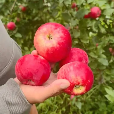 Яблоня АКСЕНА в Волковыске