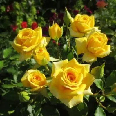 Роза ШАНИ спрей в Волковыске