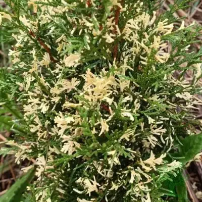 Туя БРАБАНТ ВАРИЕГАТТА западная в Волковыске