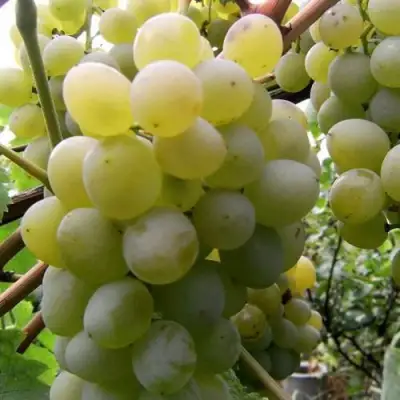 Виноград ТАЛИСМАН в Волковыске