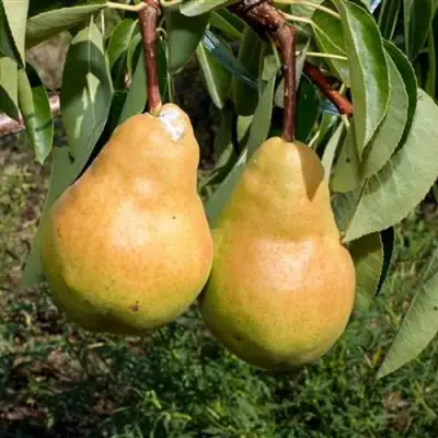 Груша ДЮШЕС ЛЕТНИЙ в Волковыске