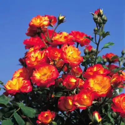 Роза ТАЙФУН спрей в Волковыске