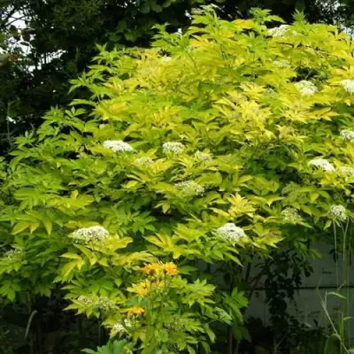 Бузина черная АУРЕА в Волковыске