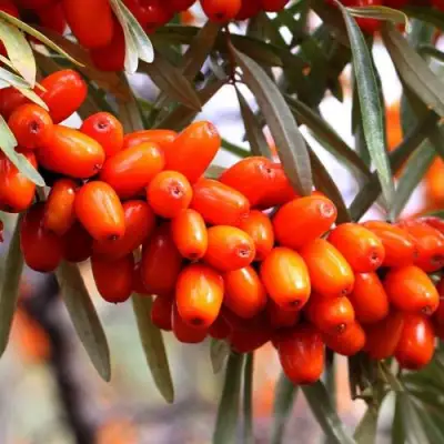 Облепиха ДЖЕМОВАЯ в Волковыске