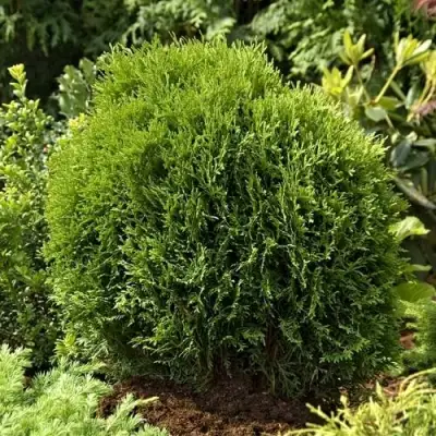 Туя ТИНИ ТИМ западная в Волковыске