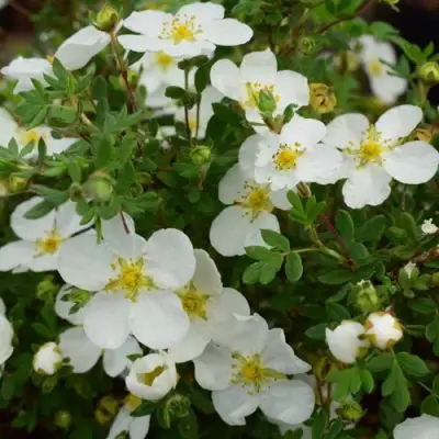 Лапчатка АББОТСВУД кустарниковая в Волковыске