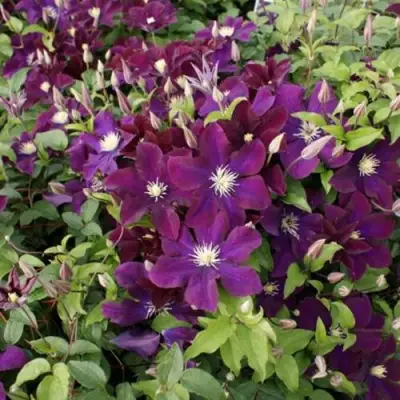 Клематис ГЕРОИ ВАРШАВЫ в Волковыске