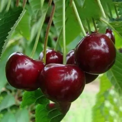 Вишня ЖАДАНА в Волковыске