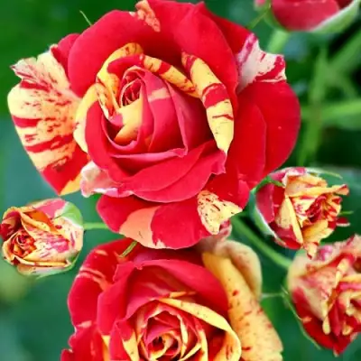 Роза ФАЙЕР ФЛЕШ спрей в Волковыске