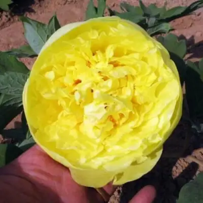 Пион ЗОЛОТО ПОДНЕБЕСНОЙ древовидный в Волковыске