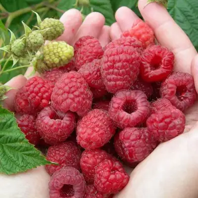 Малина МОЛЛИНГ ДЖУНО в Волковыске