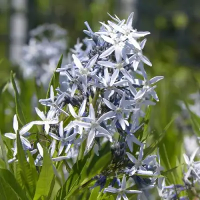 Амсония ТАБЕРНЕМОНТАНА в Волковыске