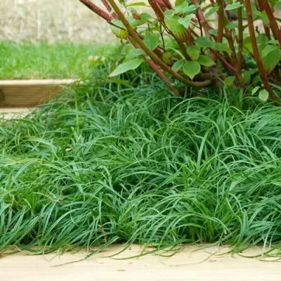 Осока БИТЛЗ в Волковыске