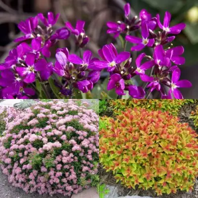 Комплект ЯПОНСКИЙ САД в Волковыске