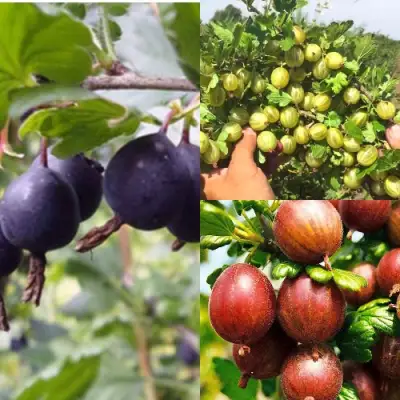 Комплект КРЫЖОВНИК MIX в Волковыске