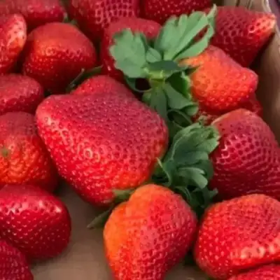 Клубника МОНТЕРЕЙ ремонтантная в Волковыске