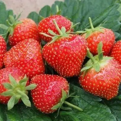 Клубника ЭЛЬСАНТА в Волковыске