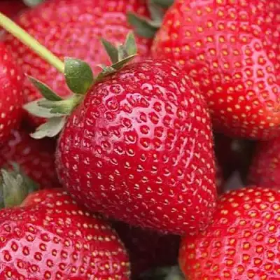 Клубника СЕЛЬВА ремонтантная в Волковыске