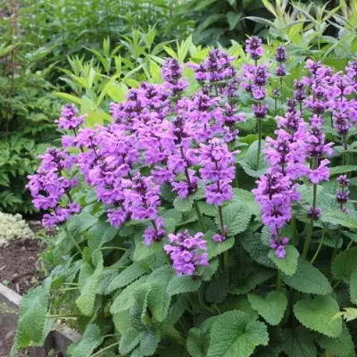 Буквица крупноцветковая в Волковыске