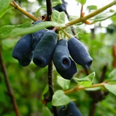 Жимолость съедобная ВОЛХОВА в Волковыске