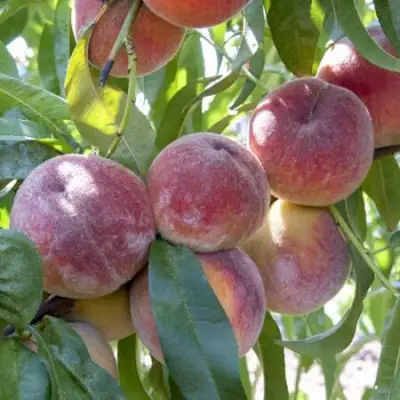 Персик ЗАРМЕНЮ в Волковыске