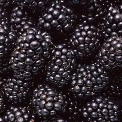 Ежевика ОРКАН бесшипная  в Волковыске