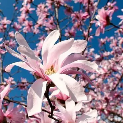 Магнолия РОЗЕЯ в Волковыске