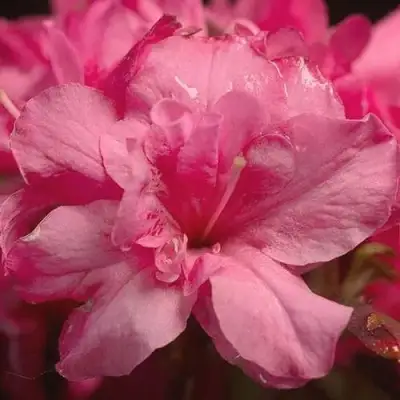 Азалия РОКОКО японская в Волковыске