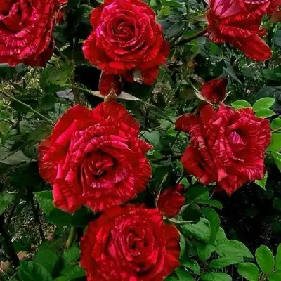 Роза РЕД ИНТУИШН чайно-гибридная в Волковыске