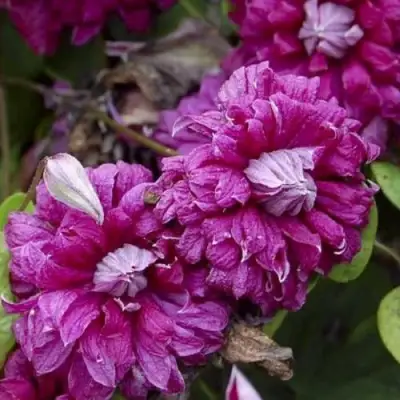 Клематис ПУРПУРЕА ПЛЕНА ЭЛЕГАНС в Волковыске