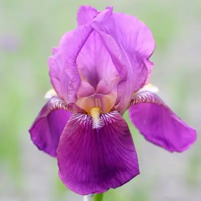 Ирис ИМПЕРАТОР бородатый в Волковыске