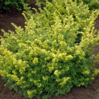 Тис ЭЛЕГАНТИССИМА ягодный в Волковыске