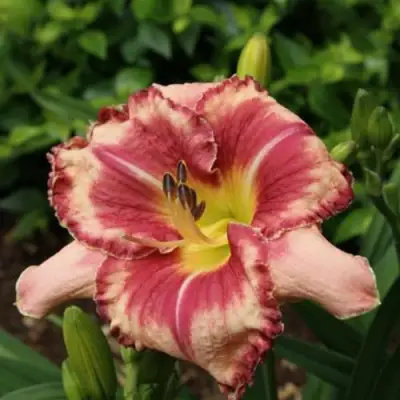 Лилейник АУТСТАНДИНГ гибридный в Волковыске